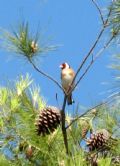 Carduelis carduelis